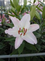 [1789 Burlesca No01.JPG]